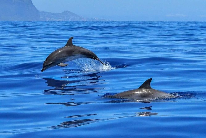 BLUE LAGON & 3 islands full day private speedboat tour - Key highlights to know before you go