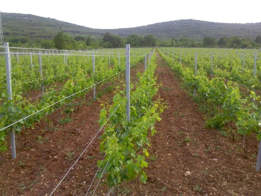 Dalmatian Delights: Food & Wine Tour from Split or Trogir - Wine tasting basics: what you’ll likely learn (and how to enjoy it)