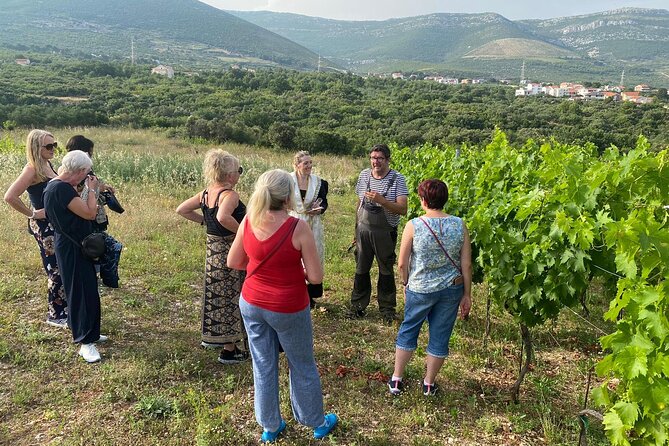 Family-run Vineyard Tour & Award Winning Wine Tasting/Delicacies - A family estate in Bijaći, with history under your feet
