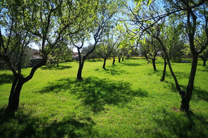 Family-run Vineyard Tour & Award Winning Wine Tasting/Delicacies - Music in traditional costume: the part that feels distinctly local