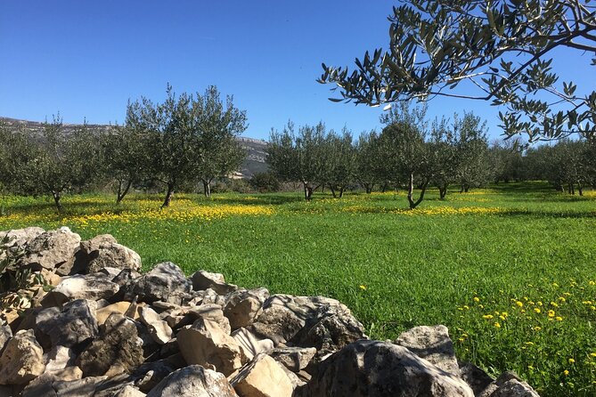 Family-run Vineyard Tour & Award Winning Wine Tasting/Delicacies - Price and logistics: what $225 gets you, and what to consider