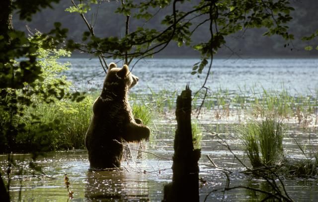 From Split or Trogir: Plitvice Lakes Private Tour - From Split or Trogir to Plitvice: The Day Starts Before You See Water