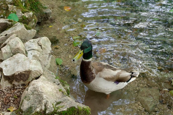 Full-Day Private Plitvice Lakes National Park Tour from Split - Price and value: what you’re paying for (and what you’re not)
