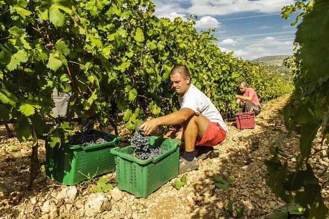 Krka Waterfalls & Dalmatian delights from Split or Trogir - Price and value: why $212.93 can make sense for this route