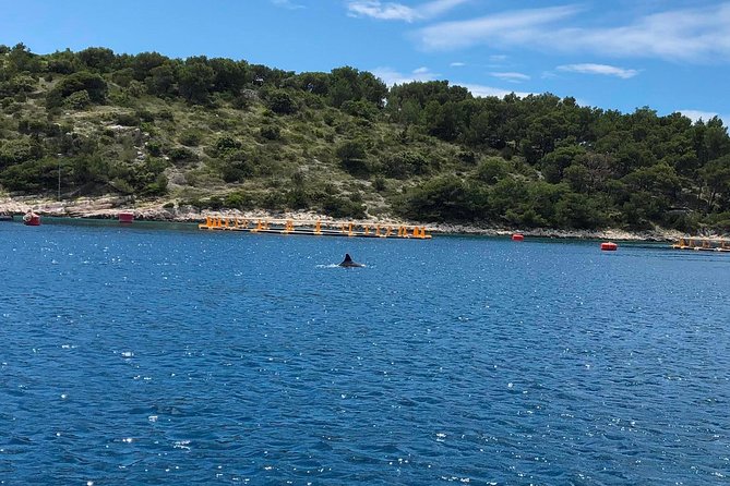 Secrets of Brac and Solta - Off the Beaten Track Croatia - Skipper and crew: calm confidence beats scripted tour talk