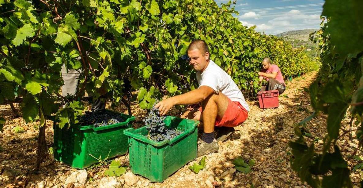 Split or Trogir: Krka Waterfalls & Wine and Food tasting - Key highlights at a glance
