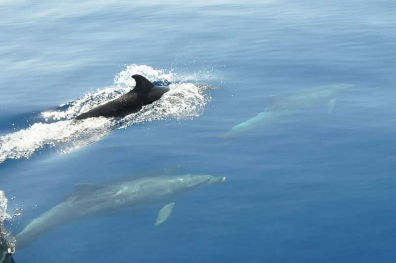 Split: Private Blue Lagoon 3 islands with speed boat - Blue Lagoon on Drvenik Veli: why everyone talks about this water