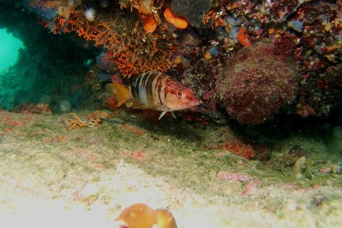Try Scuba Diving in Split - Entering Split’s Water With a Real Intro Plan