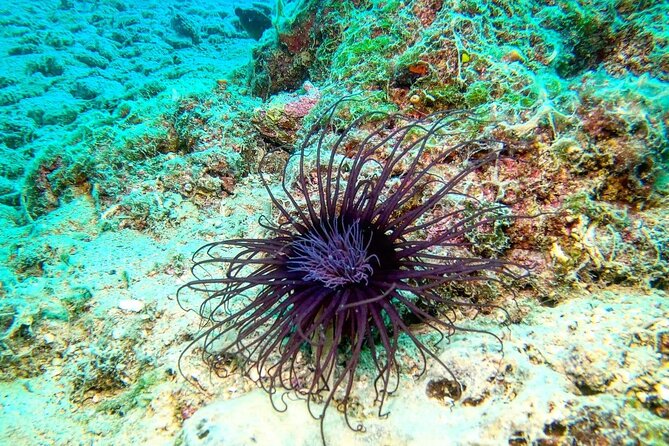 Try Scuba Diving in Split - Price and Logistics: What You’re Really Paying For