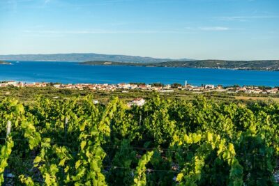 Vineyard Experience: Wine Tasting near Split - Kastel Novi: wine, snacks, and the coast scenery